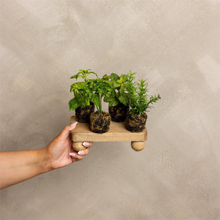 Herbs in Soil - Choose Style