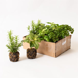 Herbs in Soil - Choose Style
