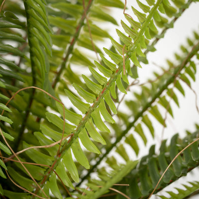 Fern Plant in Rustic Terracotta Pot