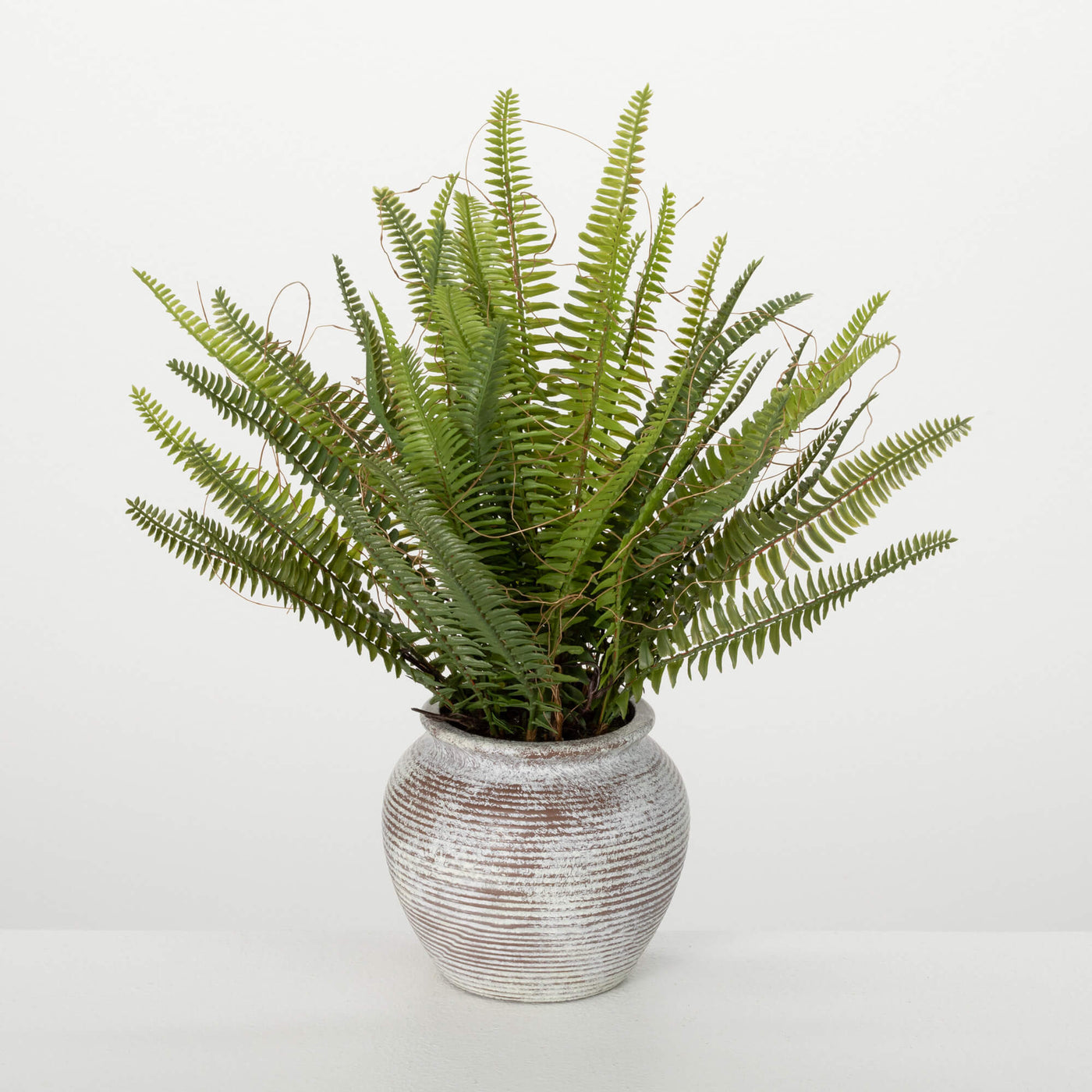 Fern Plant in Rustic Terracotta Pot