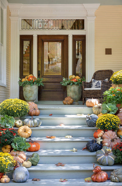 Collection of 5 Kentucky Field Pumpkins