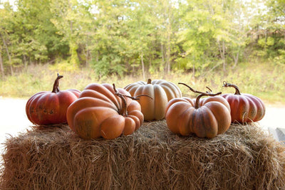 Collection of 5 Kentucky Field Pumpkins