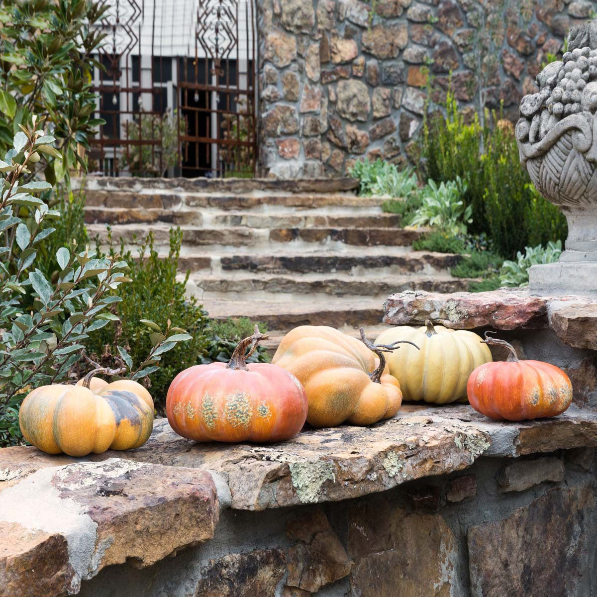 Collection of 5 Kentucky Field Pumpkins