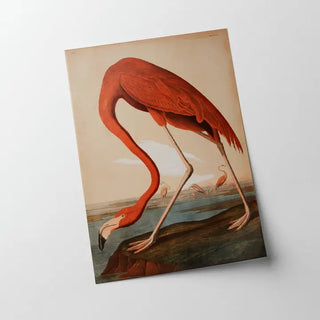 11x14 Audubon Flamingo Print