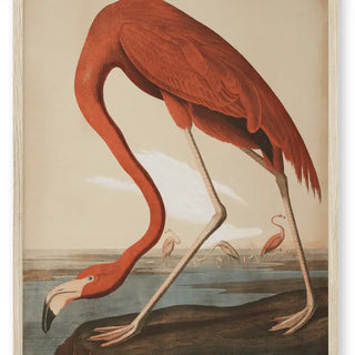 11x14 Audubon Flamingo Print