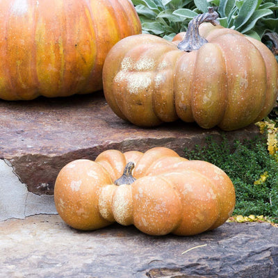 Flat Bottom Boy Pumpkin