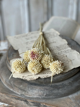 15" Lollipop Dahlia Stem Bundle - Flax