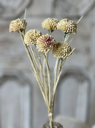 15" Lollipop Dahlia Stem Bundle - Flax