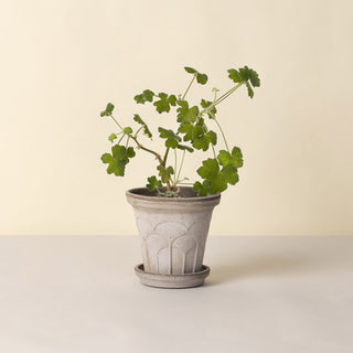 Bergs Potters Fleur Raw Planter and Saucer - Choose Size