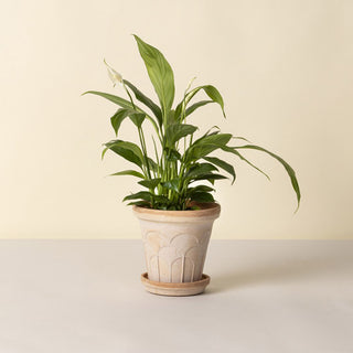 Bergs Potters Fleur Raw Rosa Planter and Saucer - Choose Size