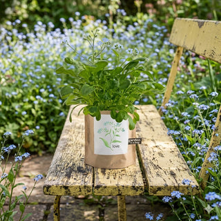 Forget Me Nots -  Garden in a Bag