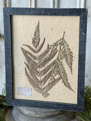 19.5" Framed Herbarium No. 1