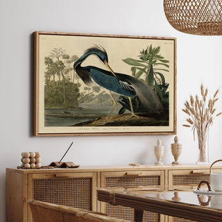 Louisiana Heron Audubon Illustration Framed Canvas - Choose Size