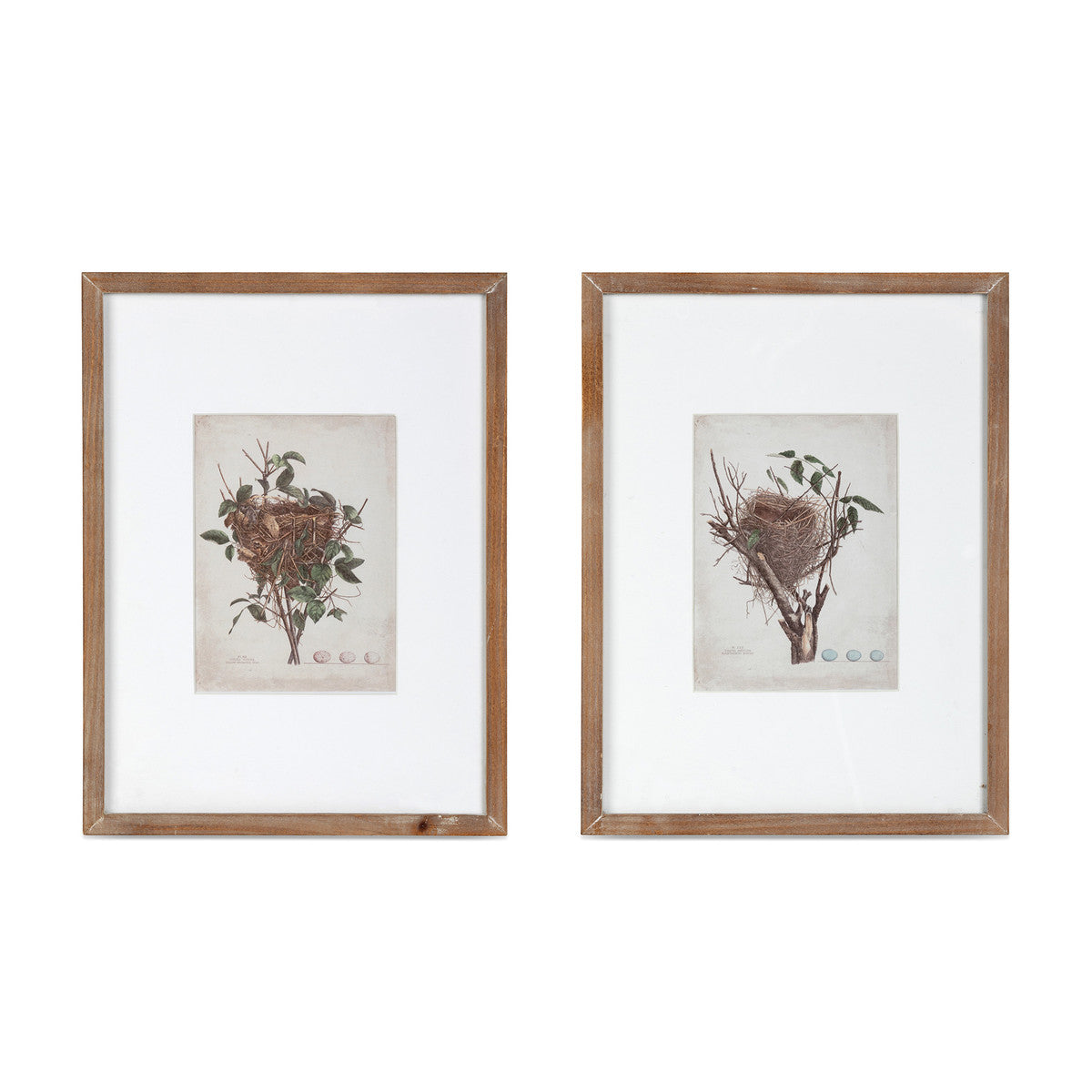 Set of 2 Framed Feathered Nest Prints Wall Decor