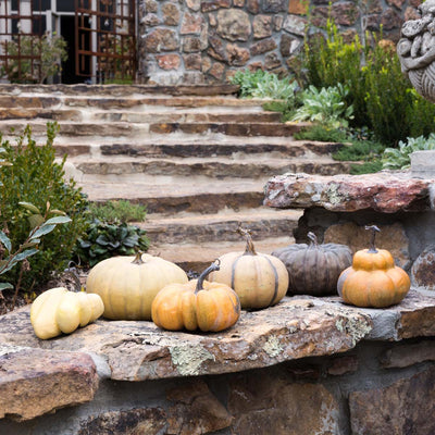 Collection of 6 French Field Pumpkins