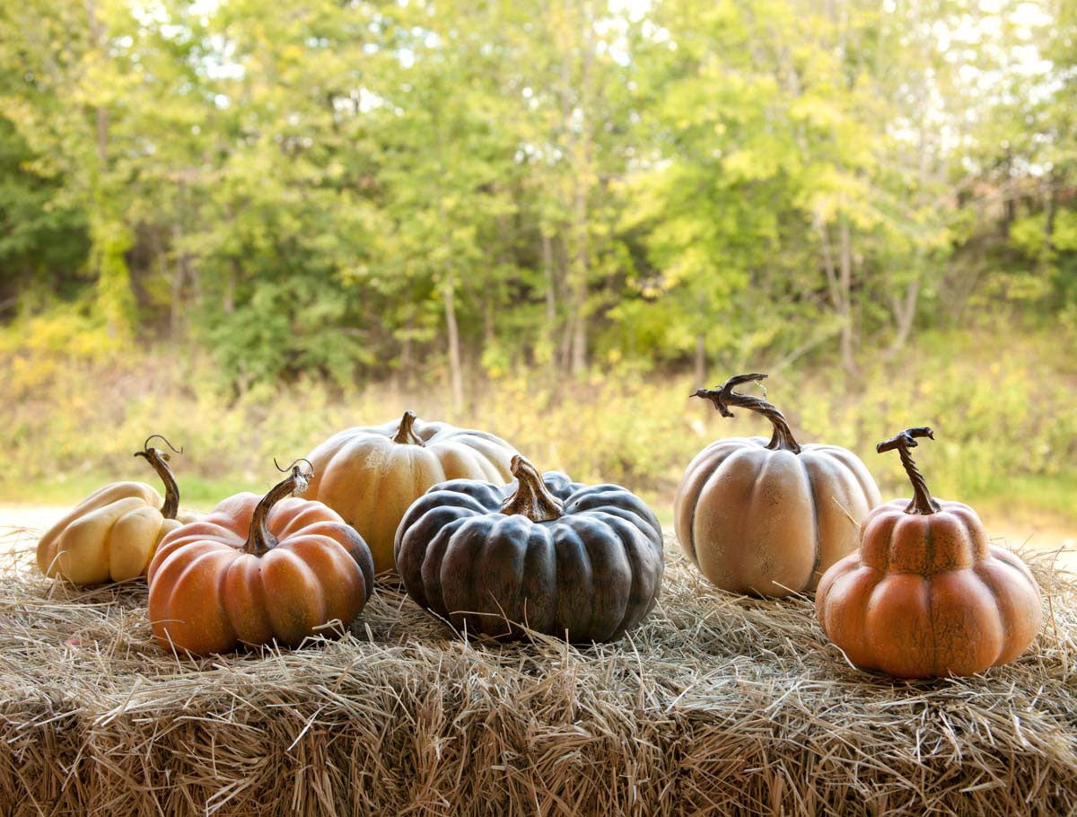 Collection of 6 French Field Pumpkins