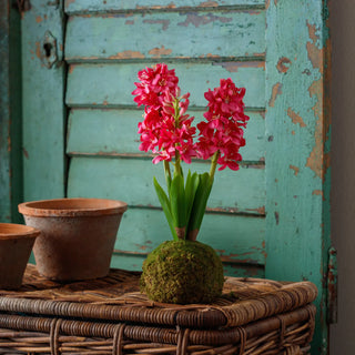 Fuchsia Hyacinth In Moss Ball