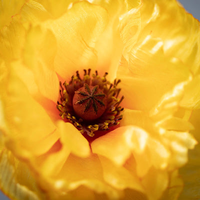 27" Sunshine Yellow Poppy Stem