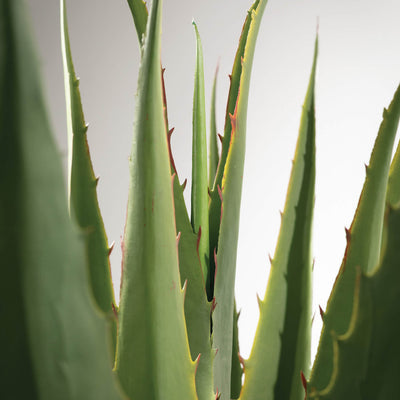 Giant Potted Real Touch Agave Plant