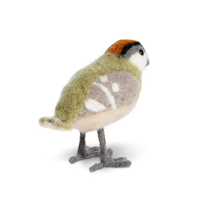 Wool Green Barn Sparrow Bird