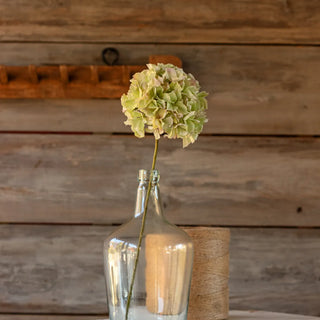 Green Blush Hydrangea Stem