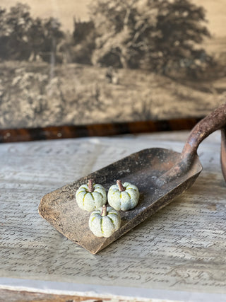 Copperfield Pumpkins - Green
