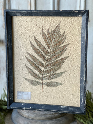 19.5" Framed Herbarium No. 2