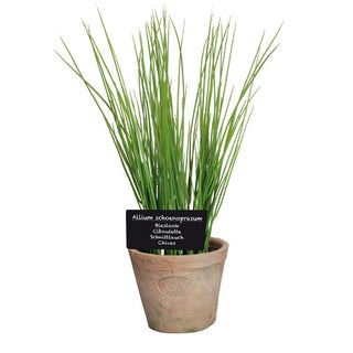 Herb Pot with Chives - Large