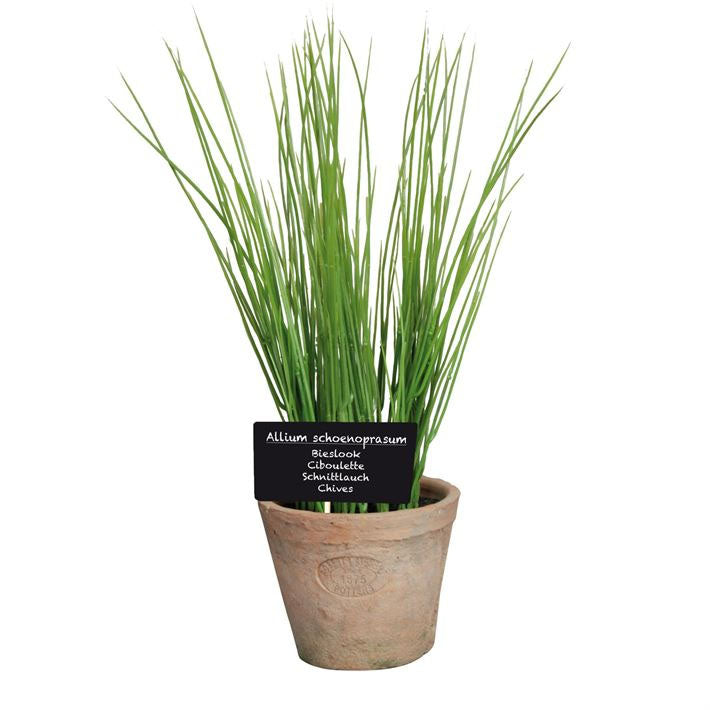 Herb Pot with Chives - Large