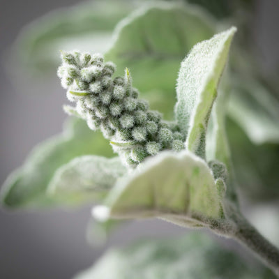 29.5" Tall Lamb's Ear Stem