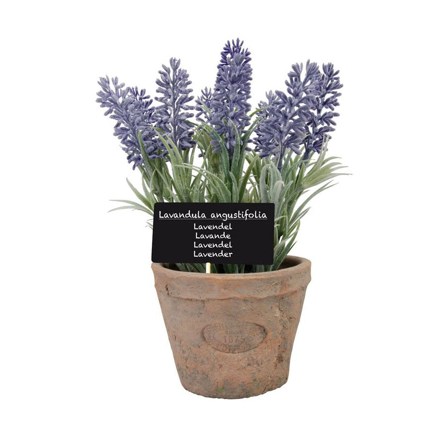 Herb Pot with Lavender - Large