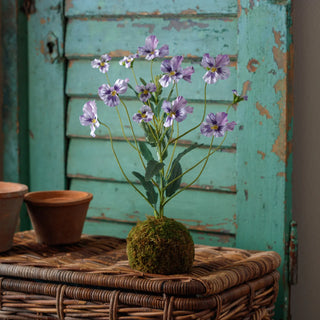 Viola Lavender In Moss Ball In Moss Ball