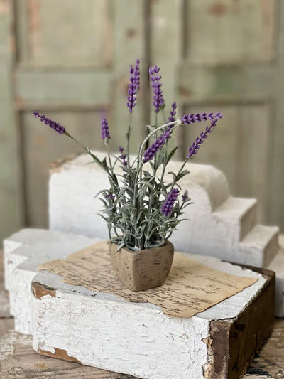 Bitty Lavender Plant