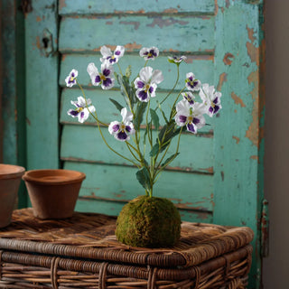 Viola Lavender-White In Moss Ball In Moss Ball