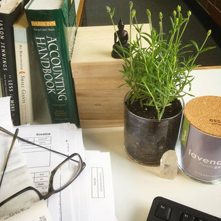 Essential Lavender Garden Kit