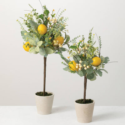 Lemon Topiary Plant - Choose Size