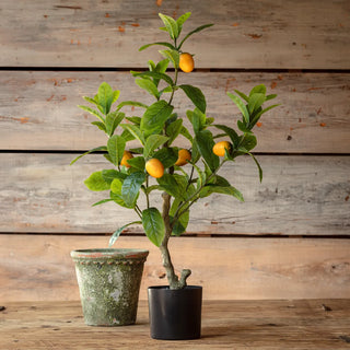 Potted Lemon Seedling Tree