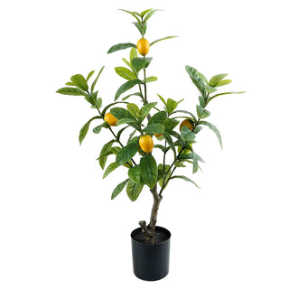 Potted Lemon Seedling Tree