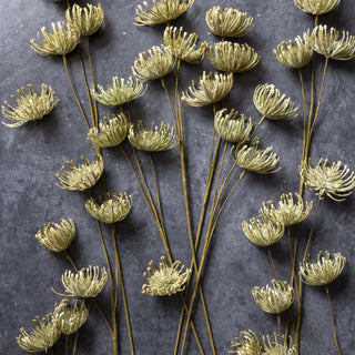 28" Leucospermum Stem