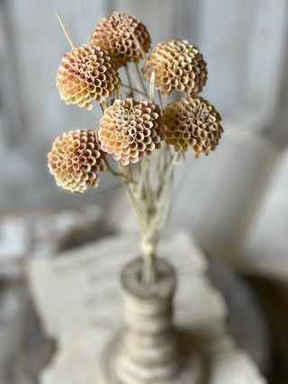 15" Lollipop Dahlia Stem Bundle - Shell