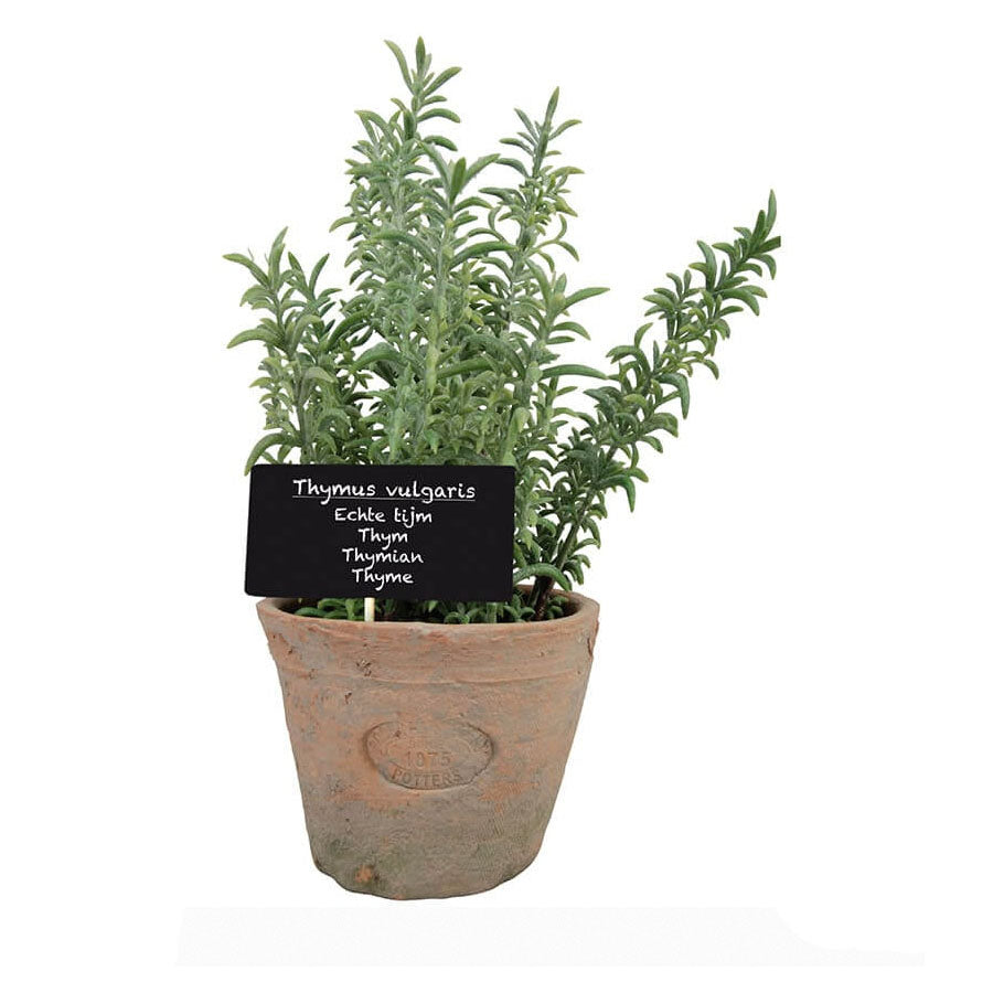 Herb Pot with Thyme - Large – Cotton & Crete