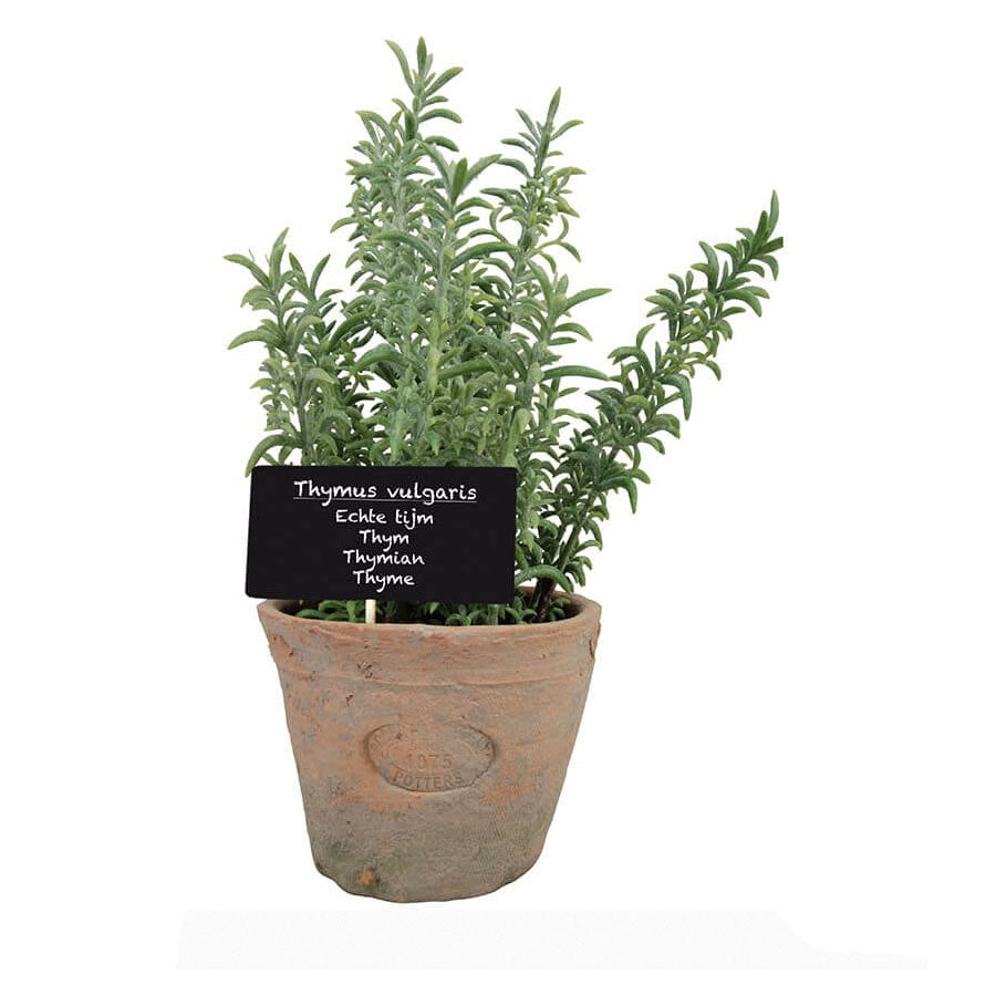 Herb Pot with Thyme - Large
