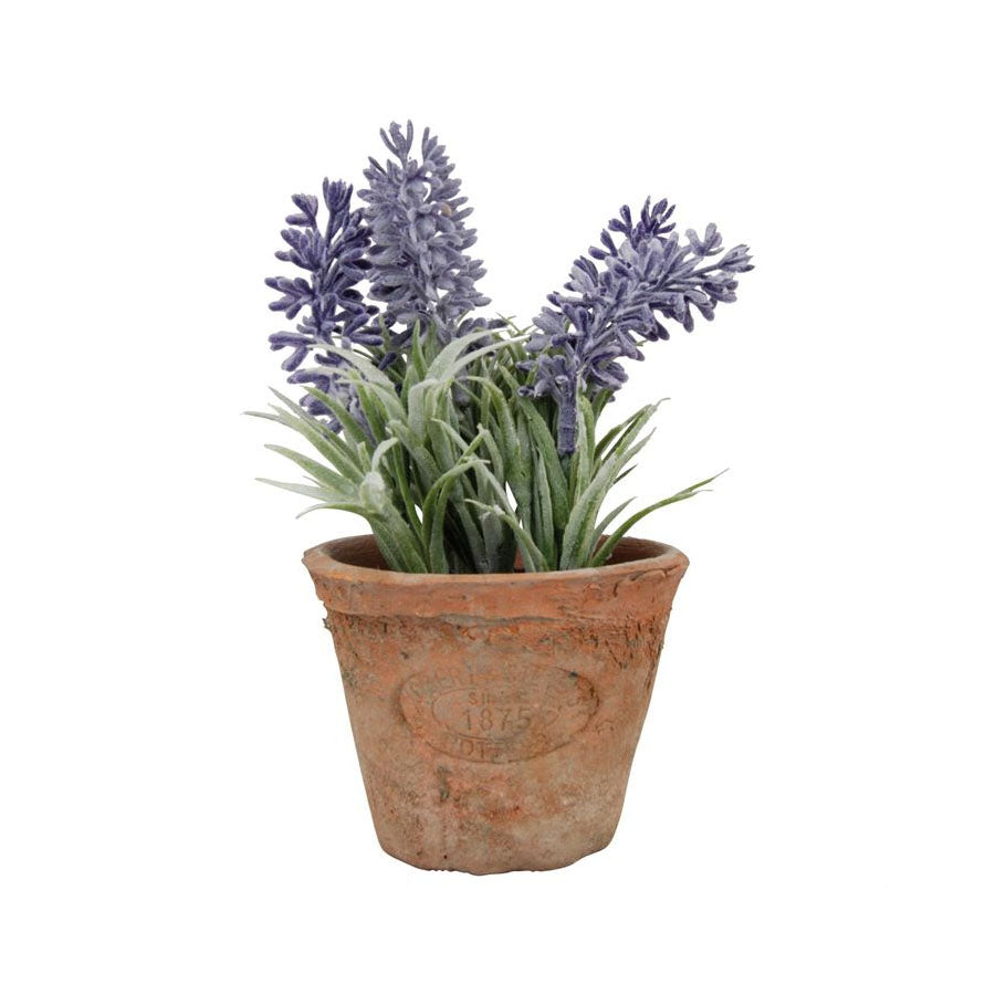 Herb Pot with Lavender - Small