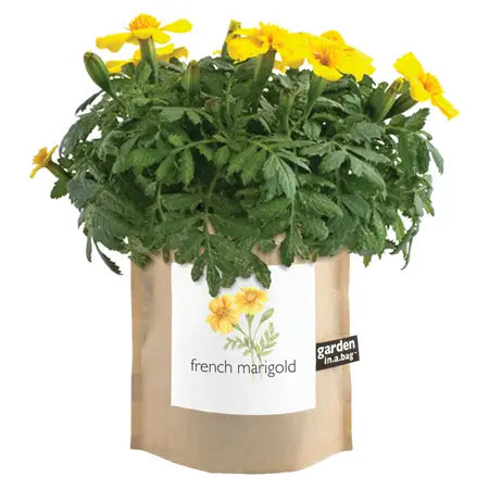 potted marigold plants for sale French Marigold Garden in a Bag – Cotton & Crete