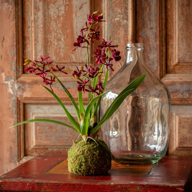 Maroon Mini Orchid Large Moss Ball