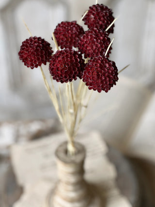15" Lollipop Dahlia Stem Bundle - Merlot