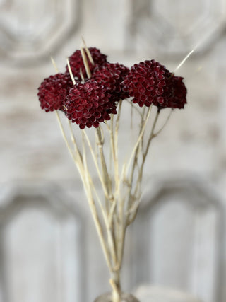 15" Lollipop Dahlia Stem Bundle - Merlot