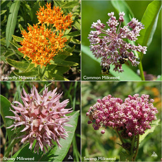 Scatter Garden Seeds Monarch Butterfly Milkweed & Flower Garden