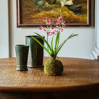 Mini Vanda Orchid in Moss Ball Small - Pink
