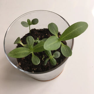 Essential Mom Flower Garden Kit